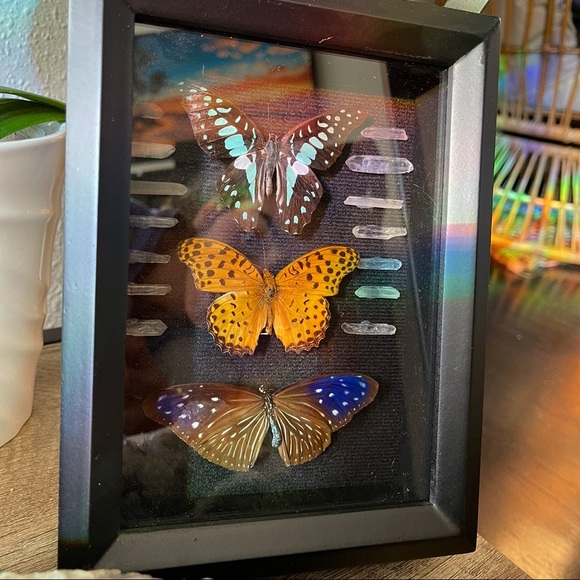Butterfly frames - Picture 4 of 5